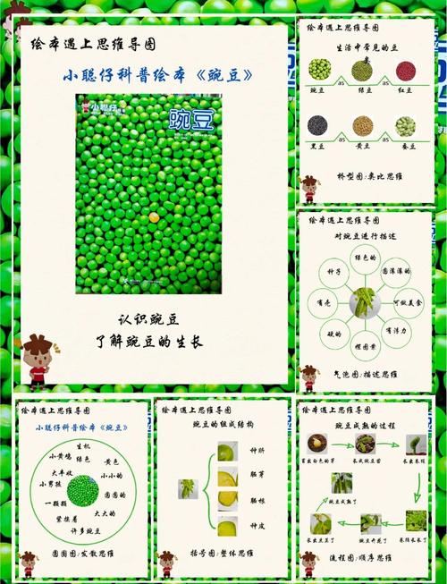 豌豆的奇妙世界，从餐桌到实验室的科学探索